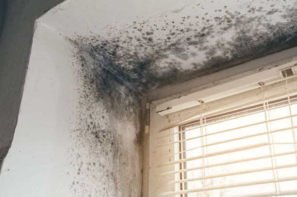 Affordable Bathroom Mold Removal solutions in Temperanceville, VA